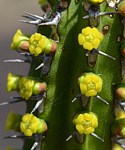 Euphorbia classenii Kasigau GPS183 Kenya 2014_1685.jpg